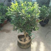 半径风景 九里香盆栽 3年苗（带土球）