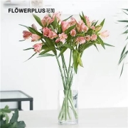plus会员：FlowerPlus 花加 随机色六出花10枝