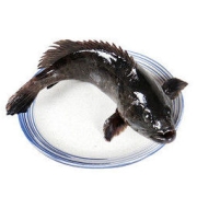 海鲜颂 龙胆石斑鱼 500-600g