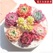 心卉如一 多肉植物盆栽栽好组合 6棵不重复(带土球)不含盆