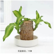 巴西木四季盆栽 直径5-6cm（巴西木+白瓷盆+营养液）