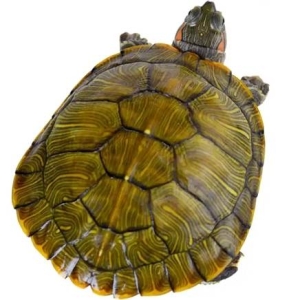 龟真寿黄金巴西龟活物1只1112cm