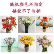 云南基地直发香雪兰鲜花小苍兰室内水养 随机 9-10支