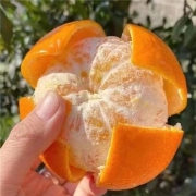 云南高山沃柑 品质现摘柑橘子 3斤装严选大果*3