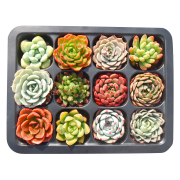 Hodo 红豆 多肉绿植盆栽 6盆装 随机品种