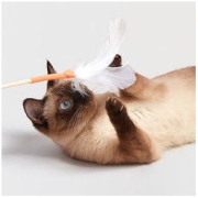 浮生若猫 大羽毛逗猫棒