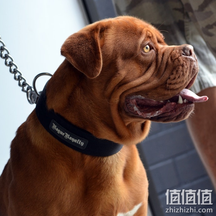 狗狗项圈怎么选择？狗狗项圈挑选技巧
