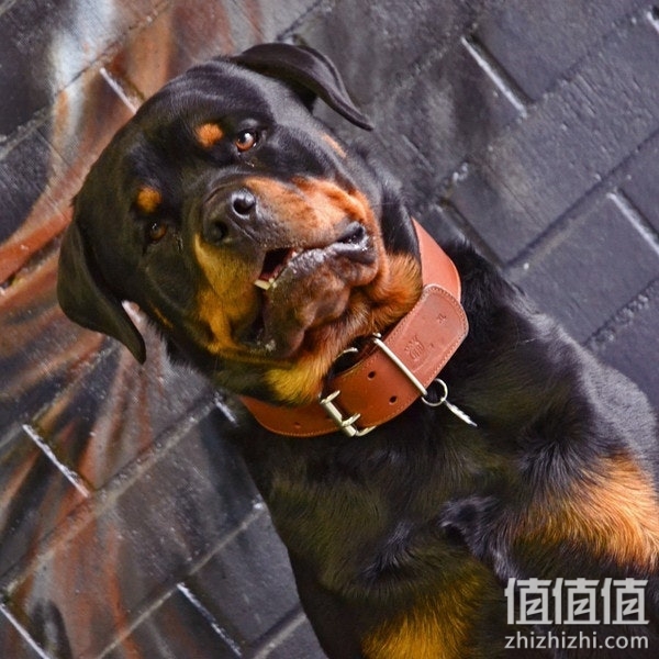 狗狗项圈怎么选择？狗狗项圈挑选技巧