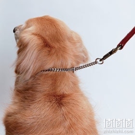 狗狗项圈怎么选择？狗狗项圈挑选技巧