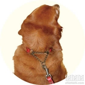 狗狗项圈怎么选择？狗狗项圈挑选技巧