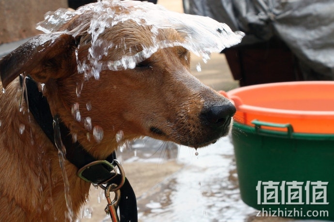 狗狗项圈怎么选择？狗狗项圈挑选技巧
