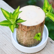 盼胜 水养幸运木 水培植物 单个粗4-6cm高5cm