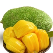 PLUS会员：保蓉生鲜水果俱乐部 热带雨林优质整个果  菠萝蜜  24-28斤