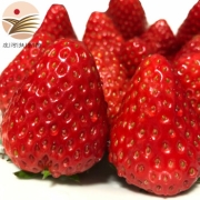 PLUS会员：鲜姿 丹东九九红颜牛奶油草莓 3斤