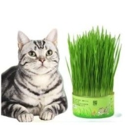 CURLY TAIL 卷尾巴 无土栽培猫草