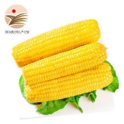 静益乐源 甜糯黄玉米棒 200g*5支装