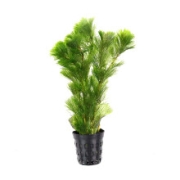 美人雾 绿菊（5只一组）