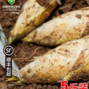 供销社旗下  三侬公社 新鲜冬笋 5斤