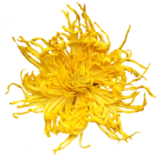 徽春堂 金丝皇菊 20g（约50朵）