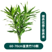 京东plus会员：种着玩 富贵竹盆栽水养 60-70cm*10支