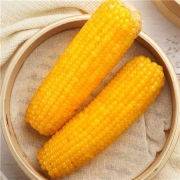 PLUS会员：栗品优 即食玉米 东北糯玉米棒 10支