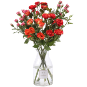 PLUS会员：FlowerPlus 花加 多头玫瑰5枝 颜色随机