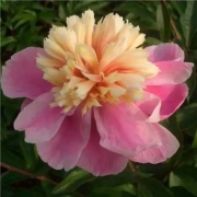 PLUS会员：山东菏泽重瓣芍药鲜切花 验款随机3支/扎