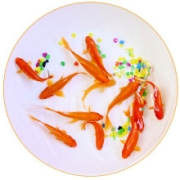 plus会员：鱼多趣  锦鲫活体 草金鱼  12条（3-5cm）