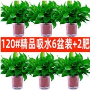 绿箩盆栽室内吸除甲醛绿植花卉水培好养 原盆双层吸水6盆+2肥