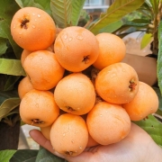 大五星 枇杷特大果 整箱5斤30-40g
