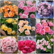 九语 索菲罗莎爬藤