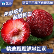 盒马 新鲜福建杨梅 6斤