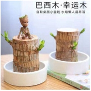 赛乐透 巴西木 幸运木 格鲁特树人开花 塑料盆+随机和尚+液