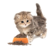 NOURSE 卫仕 猫粮 全阶段无谷成幼猫成猫英短蓝猫营养增肥主食猫咪主粮 幼猫粮1.8kg*3包