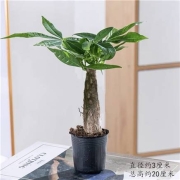 聚划算百亿补贴：云寒 小发财树 高20cm