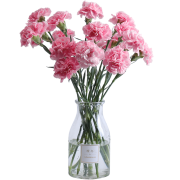 FlowerPlus 花加 康乃馨 10枝装/向日葵 5枝装