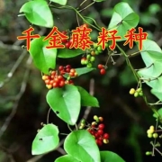 京喜app：Umle  千金藤种子爬藤盆栽  6粒