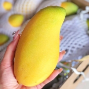海南 金煌芒芒果 净重8斤