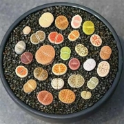 Umle 生石花多肉植物组合套餐 10颗装盆+土+彩石+药剂