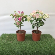 PLUS会员：花东π对 随机三角梅单株+不含盆