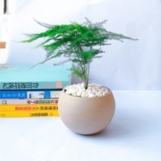 CAITI 采缇 文竹盆栽 含文竹+陶盆+石子