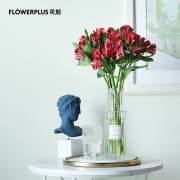 PLUS会员：FlowerPlus 花加 单品鲜花 风铃草1扎 颜色随机