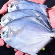 惠之园 白鲳鱼 300g*7