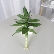 聚划算百亿补贴：云寒 观音竹 富贵竹 水培植物 1支