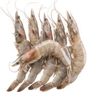 PLUS会员：朵芙 青岛海捕大虾 青岛大虾500g（约20-25只）*4件