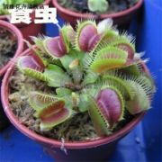 京东极速版：汐岩 驱蚊草种子 捕蝇草籽
