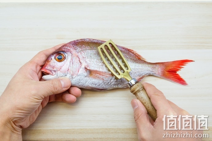 如何选择刮鱼鳞器？刮鱼鳞器选购指南