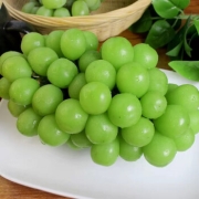 PLUS会员：潼城鲜 阳光玫瑰葡萄 500g串装*3斤