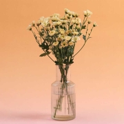 PLUS会员：FlowerPlus 花加 雏菊5枝 下单后7天内发货