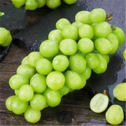 88VIP：阳光玫瑰青提 一级果 单果重约8-11g 2斤装